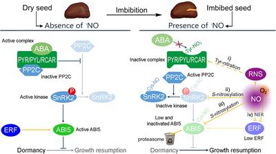 Nitric Oxide Enables Germination by a Four-Pronged Attack on ABA-Induced Seed Dormancy